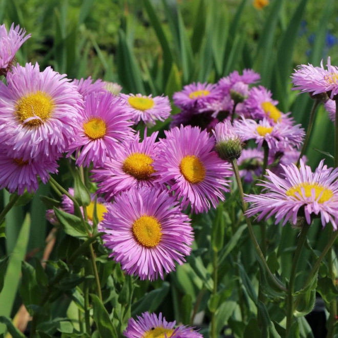 Przymiotno okazałe Rosa Juwel Erigeron speciosus