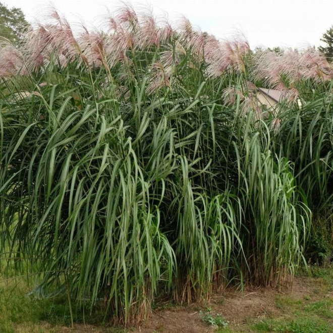 Miskant olbrzymi Meidl Miscanthus ×giganteus