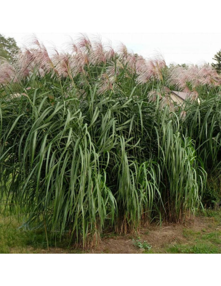 Miskant olbrzymi Meidl Miscanthus ×giganteus