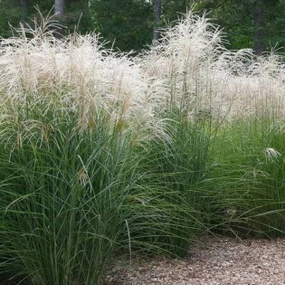 Jubilaris Miscanthus ×giganteus Miskant olbrzymi