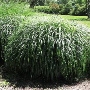 Jubilaris Miscanthus ×giganteus Miskant olbrzymi 2