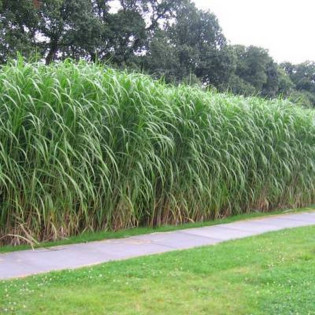 Miskant olbrzymi Gilded Tower Miscanthus ×giganteus