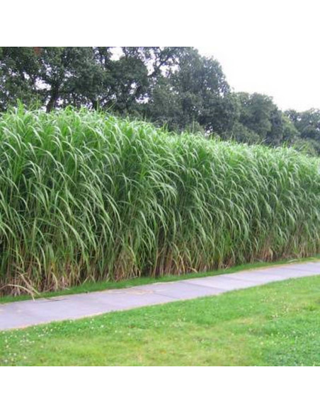 Miskant olbrzymi Gilded Tower Miscanthus ×giganteus