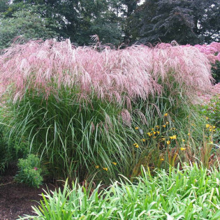 Miskant olbrzymi Gilded Tower Miscanthus ×giganteus 2