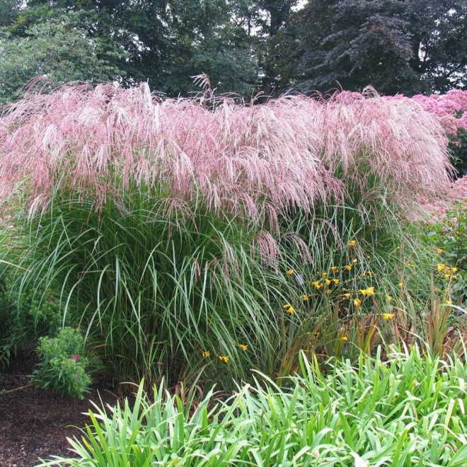 Gilded Tower Miscanthus ×giganteus Miskant olbrzymi