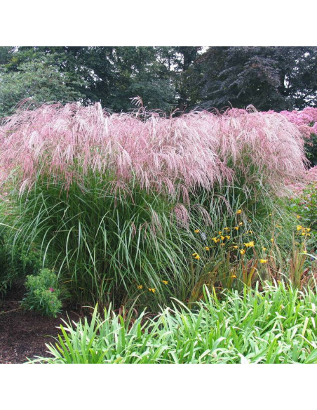 Gilded Tower Miscanthus ×giganteus Miskant olbrzymi