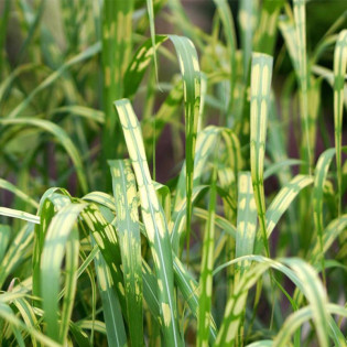 ALIGATOR Lottum Miscanthus ×giganteus Miskant olbrzymi