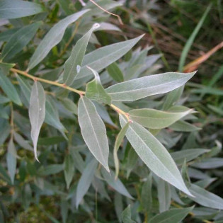 Angustifolia Salix elaeagnos Wierzba siwa