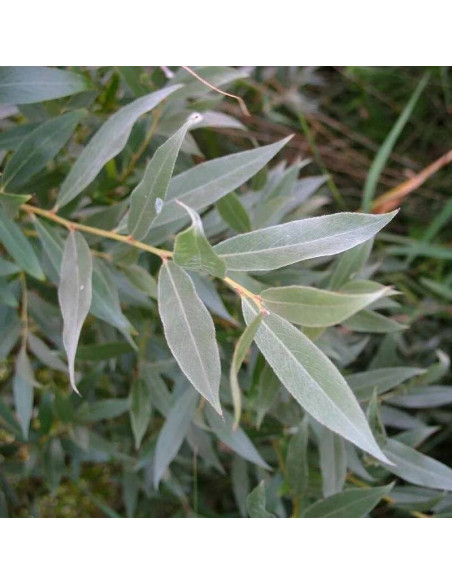 Angustifolia Salix elaeagnos Wierzba siwa
