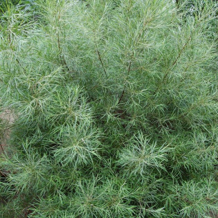 Angustifolia Salix elaeagnos Wierzba siwa 2