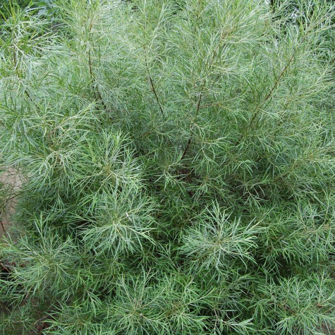 Wierzba siwa Angustifolia Salix elaeagnos