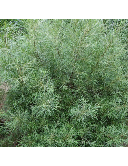 Wierzba siwa Angustifolia Salix elaeagnos