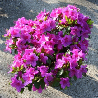 Azalia japońska Konigstein Rhododendron obtusum 2
