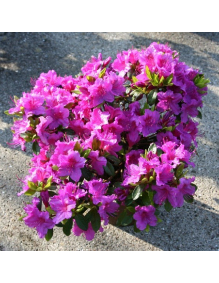 Azalia japońska Konigstein Rhododendron obtusum