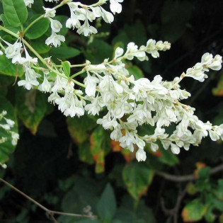 Rdest Auberta Polygonum aubertii