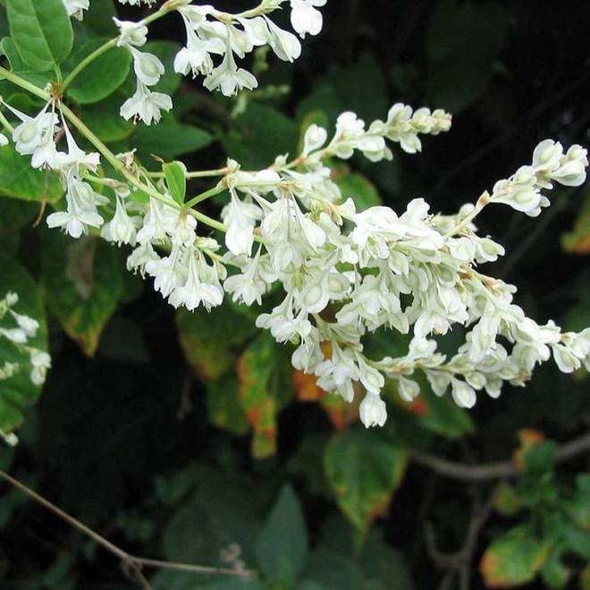 Rdest Auberta Polygonum aubertii