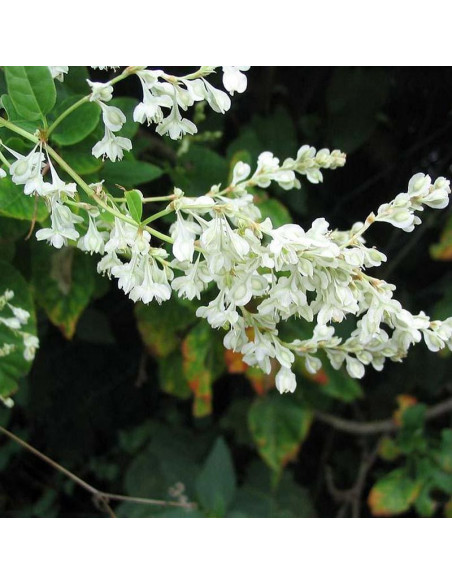 Rdest Auberta Polygonum aubertii
