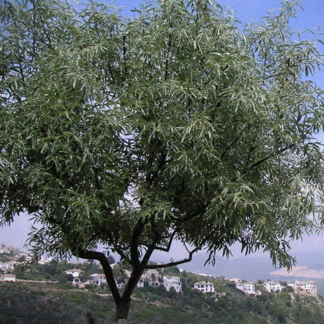 Wierzba siwa Salix elaeagnos Angustifolia