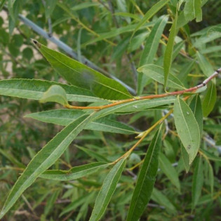 Wierzba ostrolistna Salix acutifolia