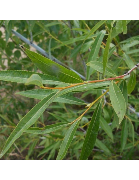 Wierzba ostrolistna Salix acutifolia