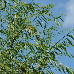 Wierzba ostrolistna Salix acutifolia 2