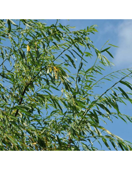 Salix acutifolia Wierzba ostrolistna