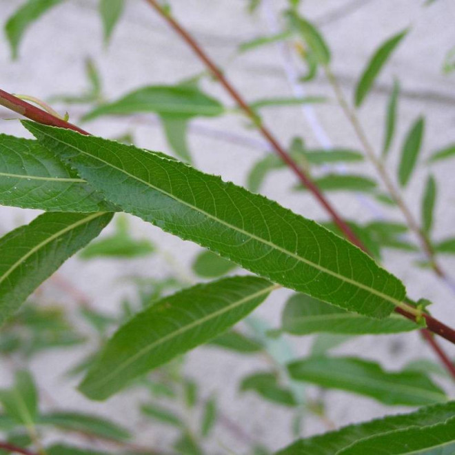 Ostrolistna wierzba Salix acutifolia