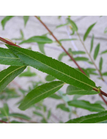 Ostrolistna wierzba Salix acutifolia