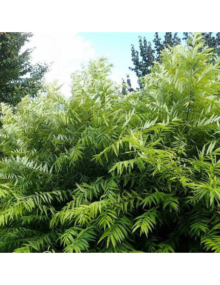 Golden Sunshine Salix udensis Wierzba sachalińska