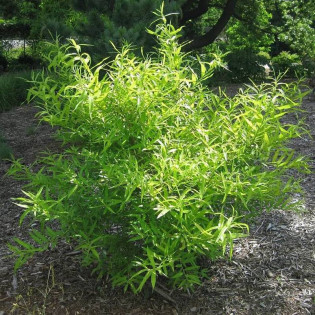 Golden Sunshine Salix udensis Wierzba sachalińska 2