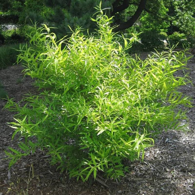 Wierzba sachalińska Golden Sunshine Salix udensis