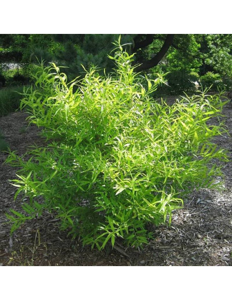 Wierzba sachalińska Golden Sunshine Salix udensis