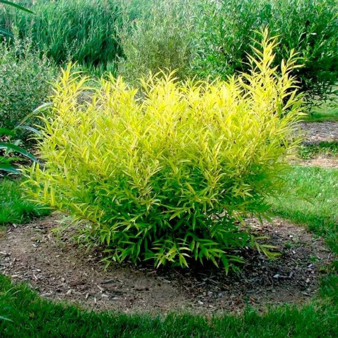 Wierzba sachalińska Salix udensis Golden Sunshine