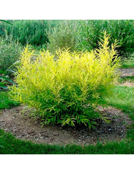 Wierzba sachalińska Salix udensis Golden Sunshine