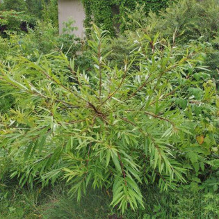 Sekka Salix udensis Wierzba sachalińska