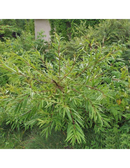 Sekka Salix udensis Wierzba sachalińska