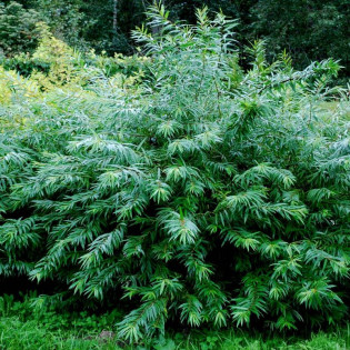 Sekka Salix udensis Wierzba sachalińska 2