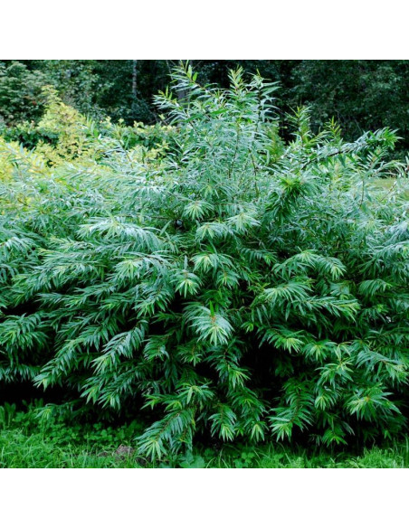 Wierzba sachalińska Sekka Salix udensis