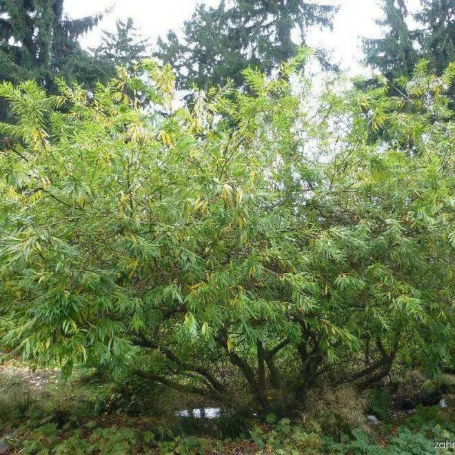 Wierzba sachalińska Salix udensis Sekka