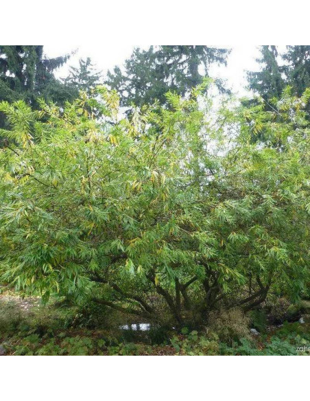 Wierzba sachalińska Salix udensis Sekka