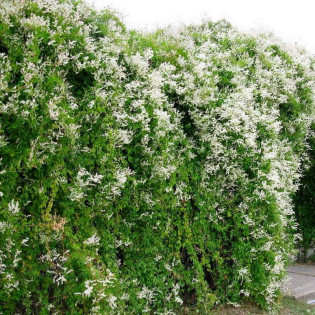 Rdest Auberta Polygonum aubertii 2