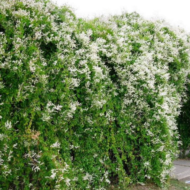 Polygonum aubertii Rdest Auberta