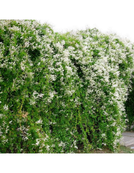 Polygonum aubertii Rdest Auberta