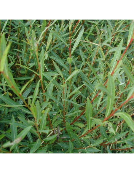 Salix viminalis Wierzba wiciowa