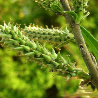 Salix viminalis Wierzba wiciowa 2