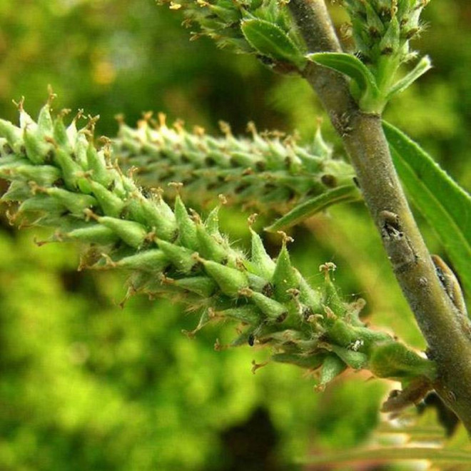 Wierzba wiciowa Salix viminalis