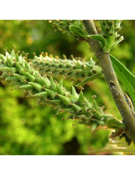 Wierzba wiciowa Salix viminalis