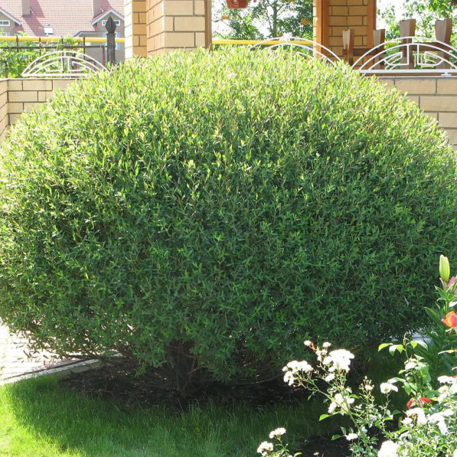 Wiciowa wierzba Salix viminalis