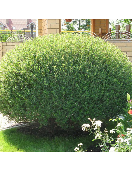 Wiciowa wierzba Salix viminalis