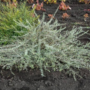 Nitida Salix repens Wierzba płożąca